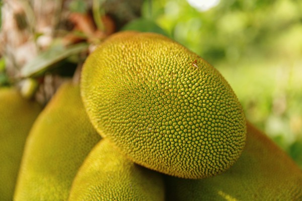 Jackfruit