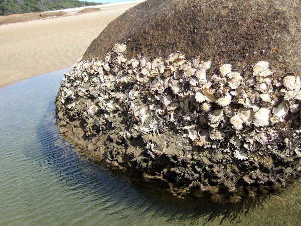 Sydney rock oysters