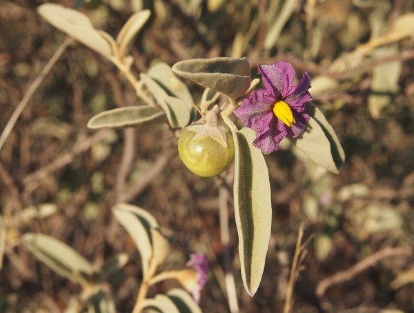 Bush tomato