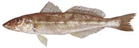 Trumpeter whiting