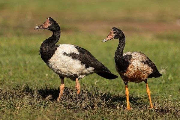 Magpie goose