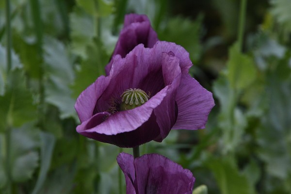 Waldviertler Graumohn