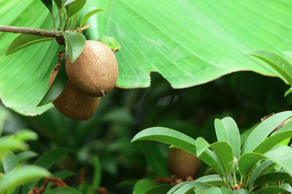 Sapodilla pudding