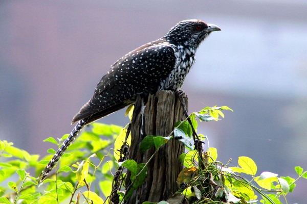 Koel