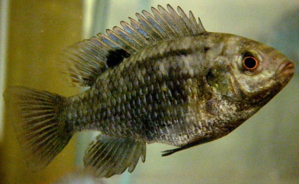 Tilapia