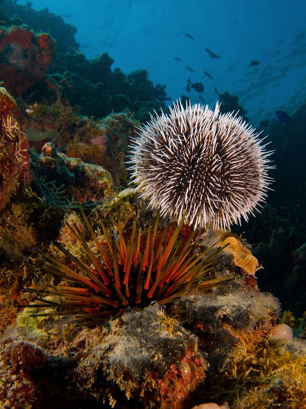 Sea eggs