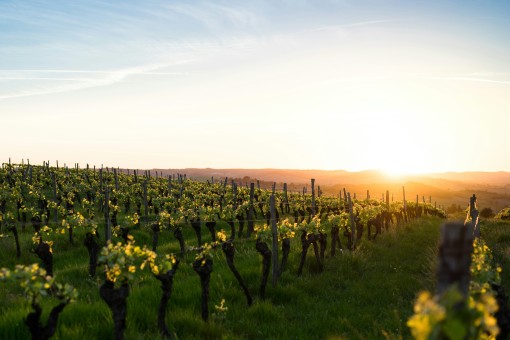 Occitanie (Languedoc-Roussillon, Midi-Pyrénées)