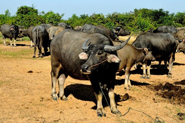 Water buffalo