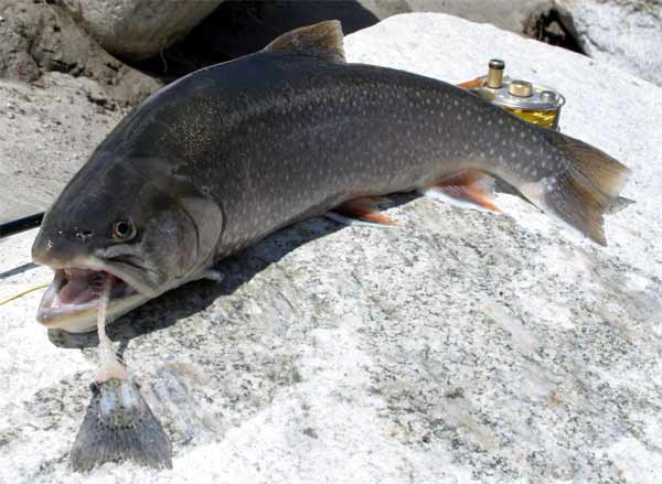 Arctic char