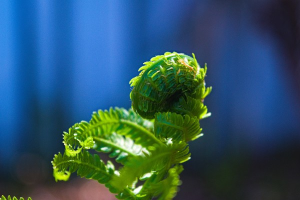 Fiddlehead