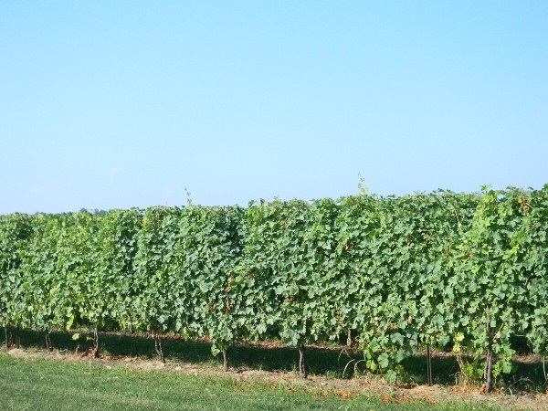 Niagara Peninsula wine