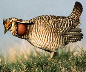 Prairie chicken