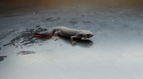 Salamander