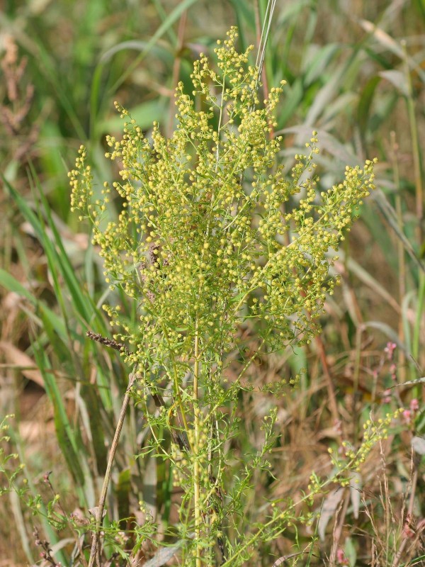 Artemisia annua