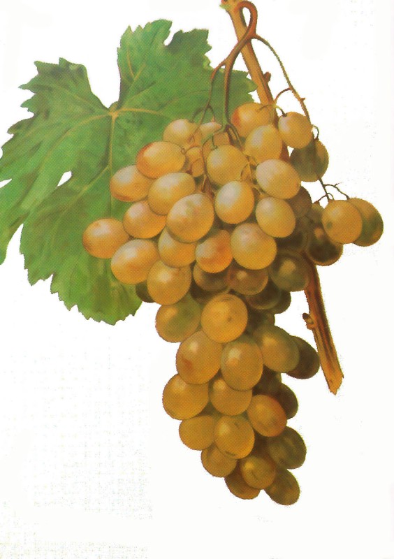 Muscat of Alexandria