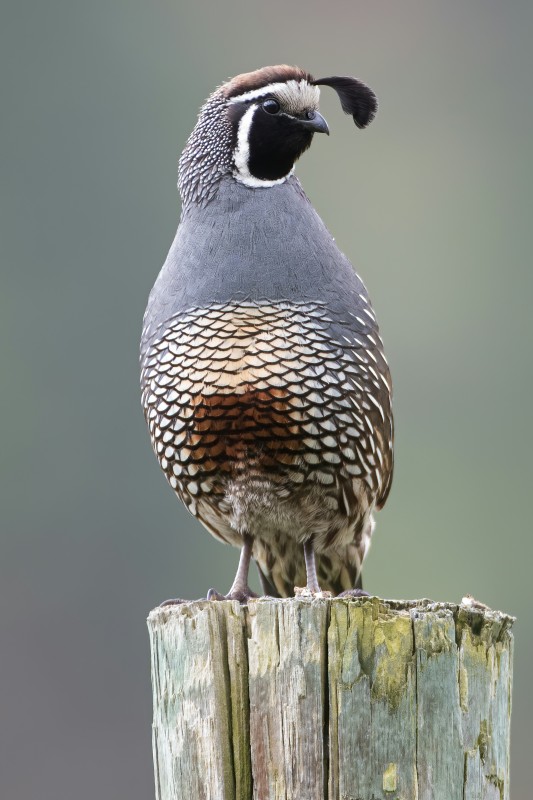 Quail