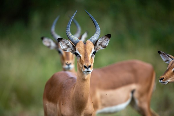 Antelope