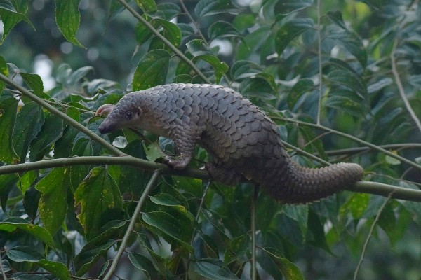 Pangolin