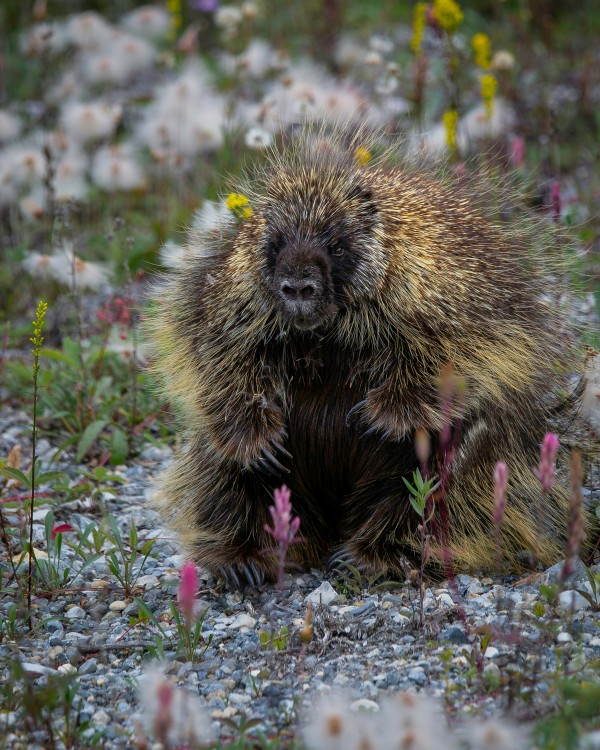 Porcupine