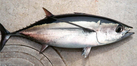 Albacore