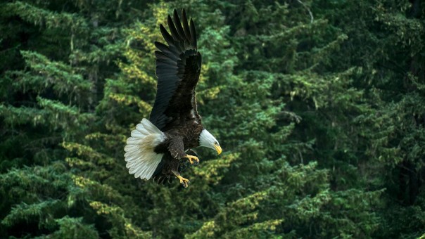 Alaska - Native Cuisine