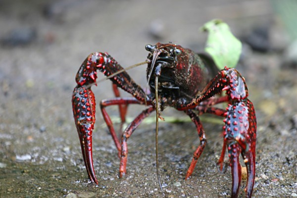 Red swamp crayfish