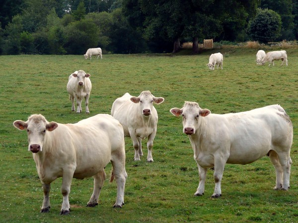 Bœuf de Vendée