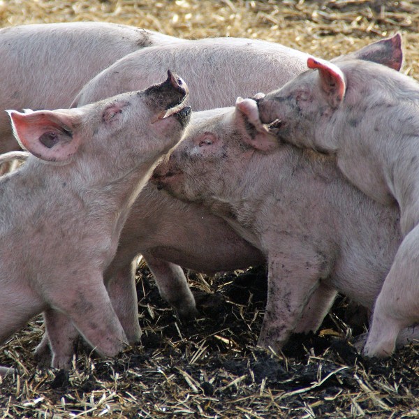 Porc d'Auvergne