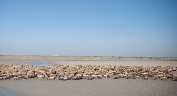 Prés-salés de la baie de Somme