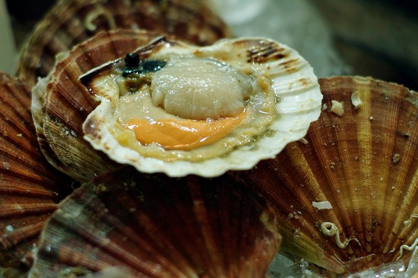 Coquille Saint-Jacques des Côtes-d'Armor