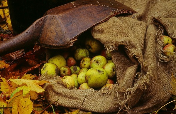 Cidre cotentin