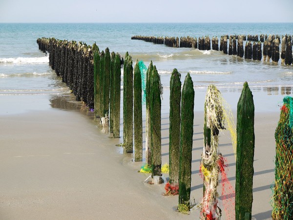 Moules de Bouchot