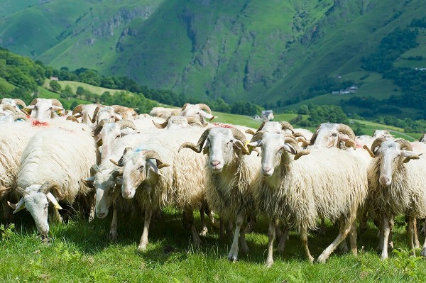 Agneau de lait des Pyrénées