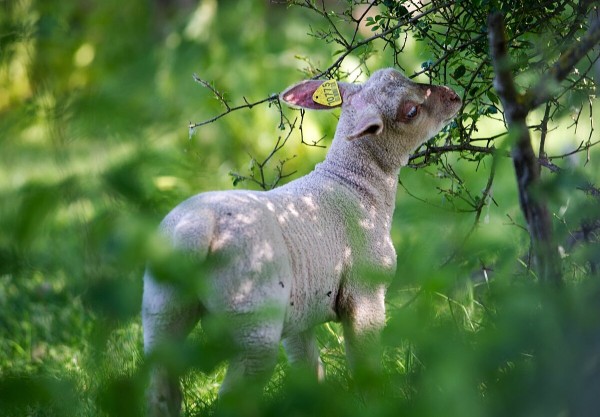 Agneau du Limousin