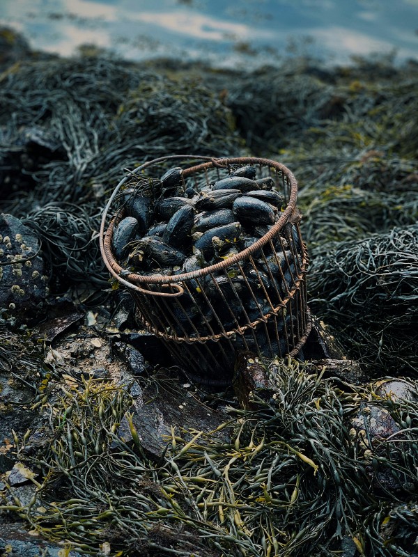 Bay of Aiguillon mussel