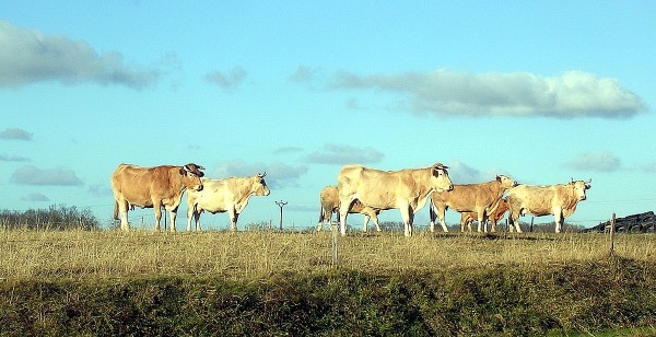 Bœuf de Chalosse