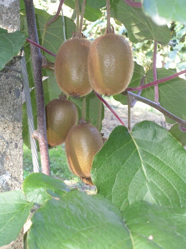 Kiwi de l'Adour