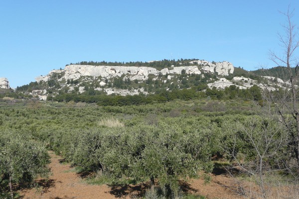 Olives noires de la Vallée des Baux-de-Provence