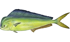 Mahi-mahi