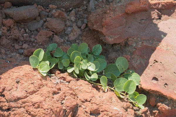 Santorini capers