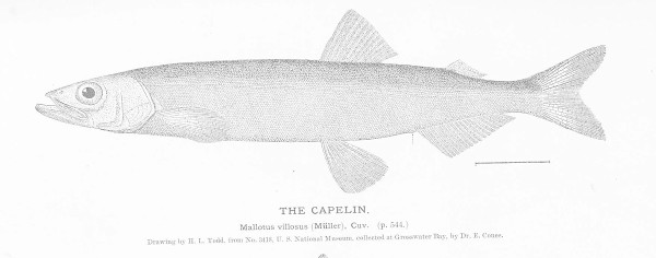 Capelin