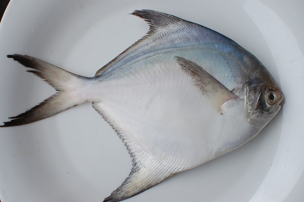 Pomfret