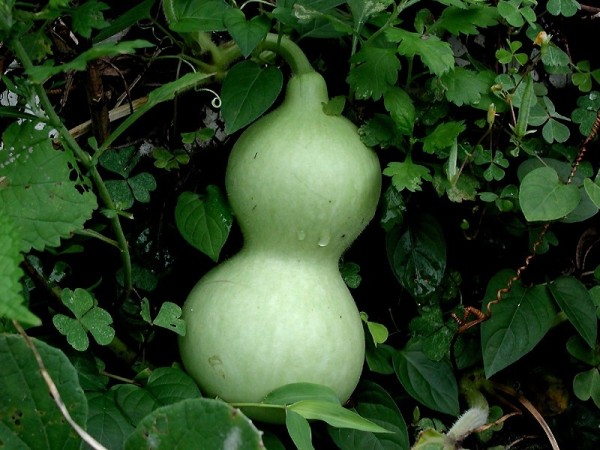 Bottle gourd chutney