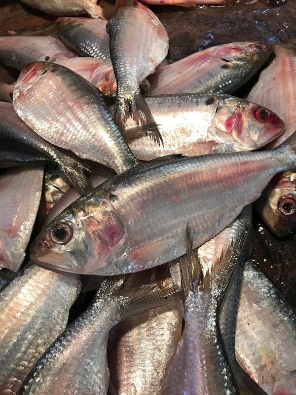 Hilsa