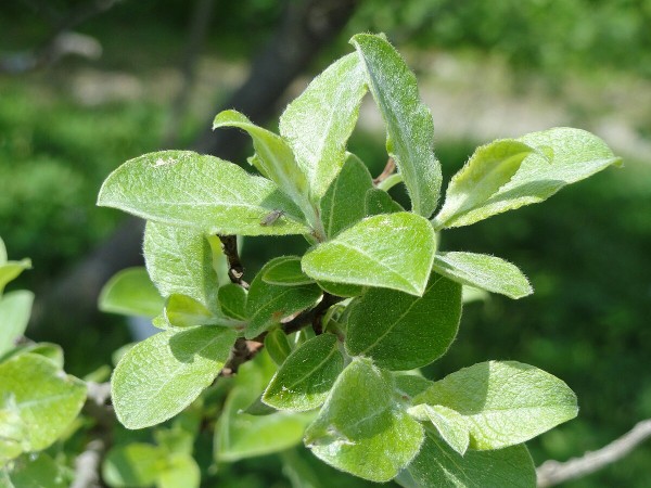 Persian willow