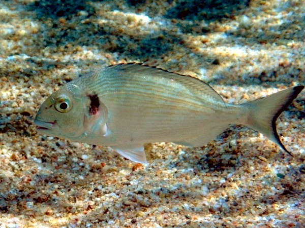 Gilt-head bream