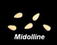 Midolline