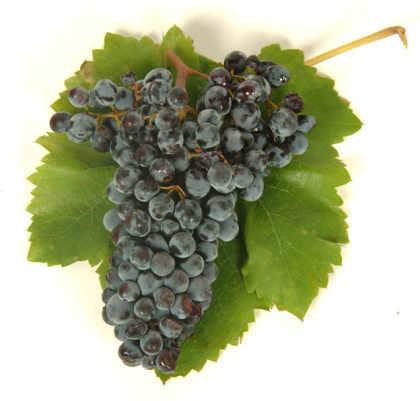 Nero d’Avola