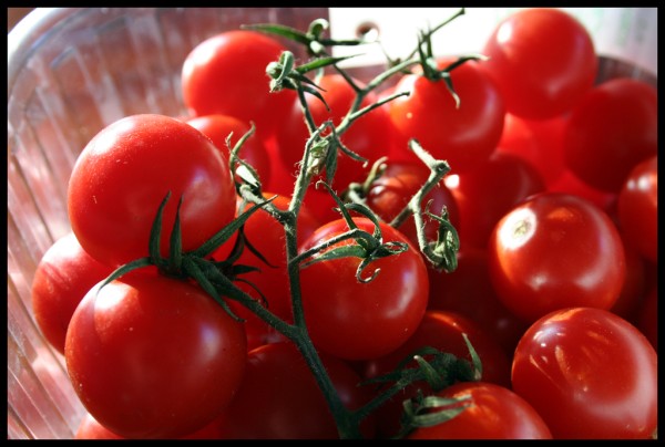 Pomodoro di Pachino