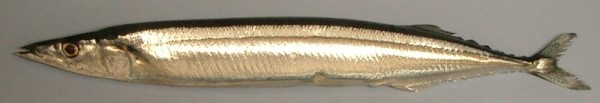 Sanma